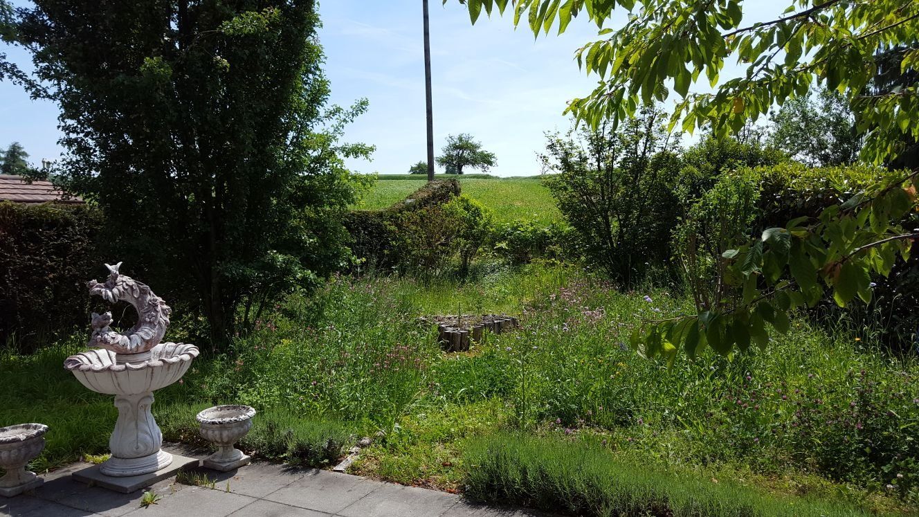 Zugewachsener Garten vor der Pflege