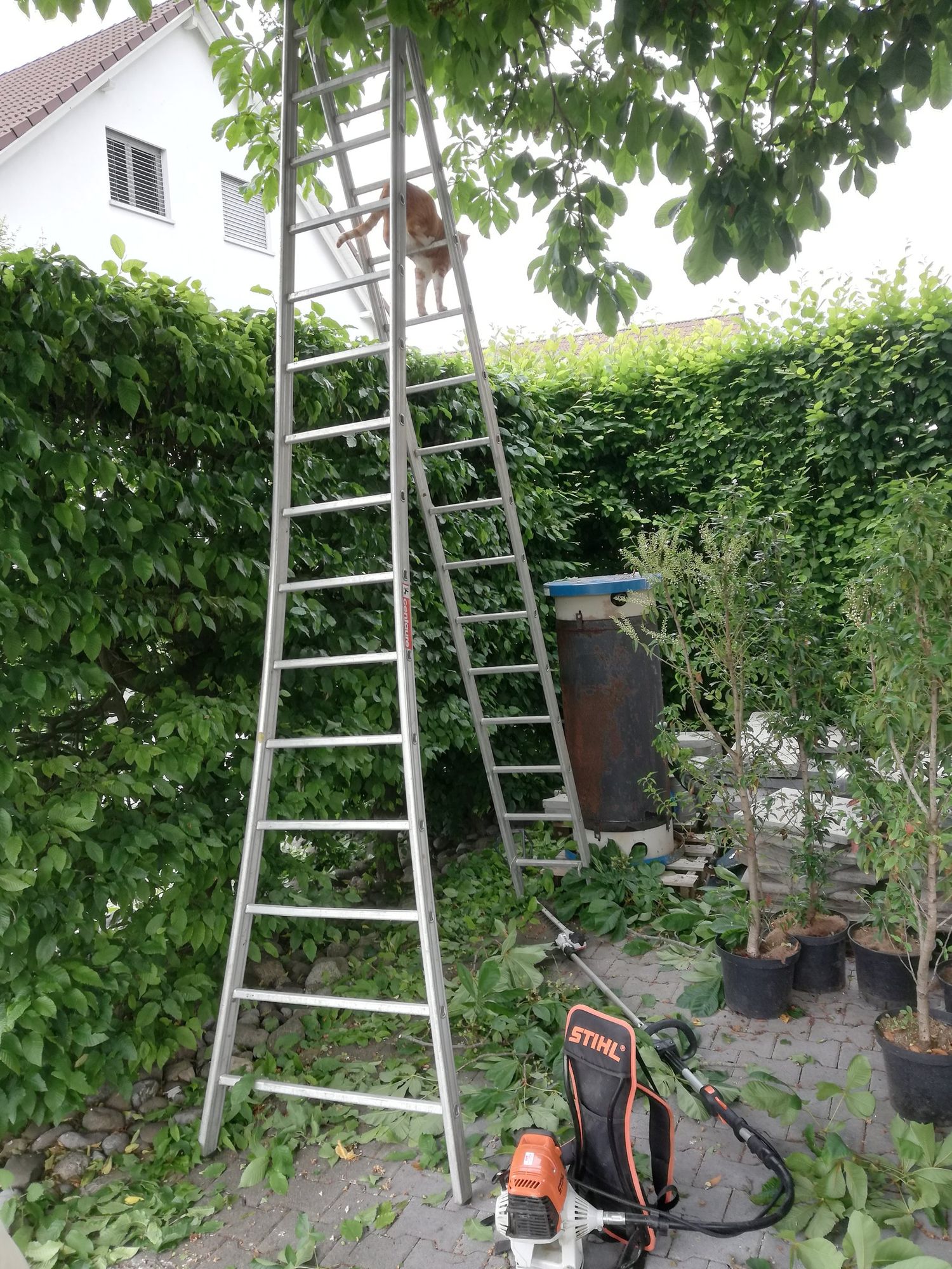 Heckenschnitt mit Leiter in einem Garten