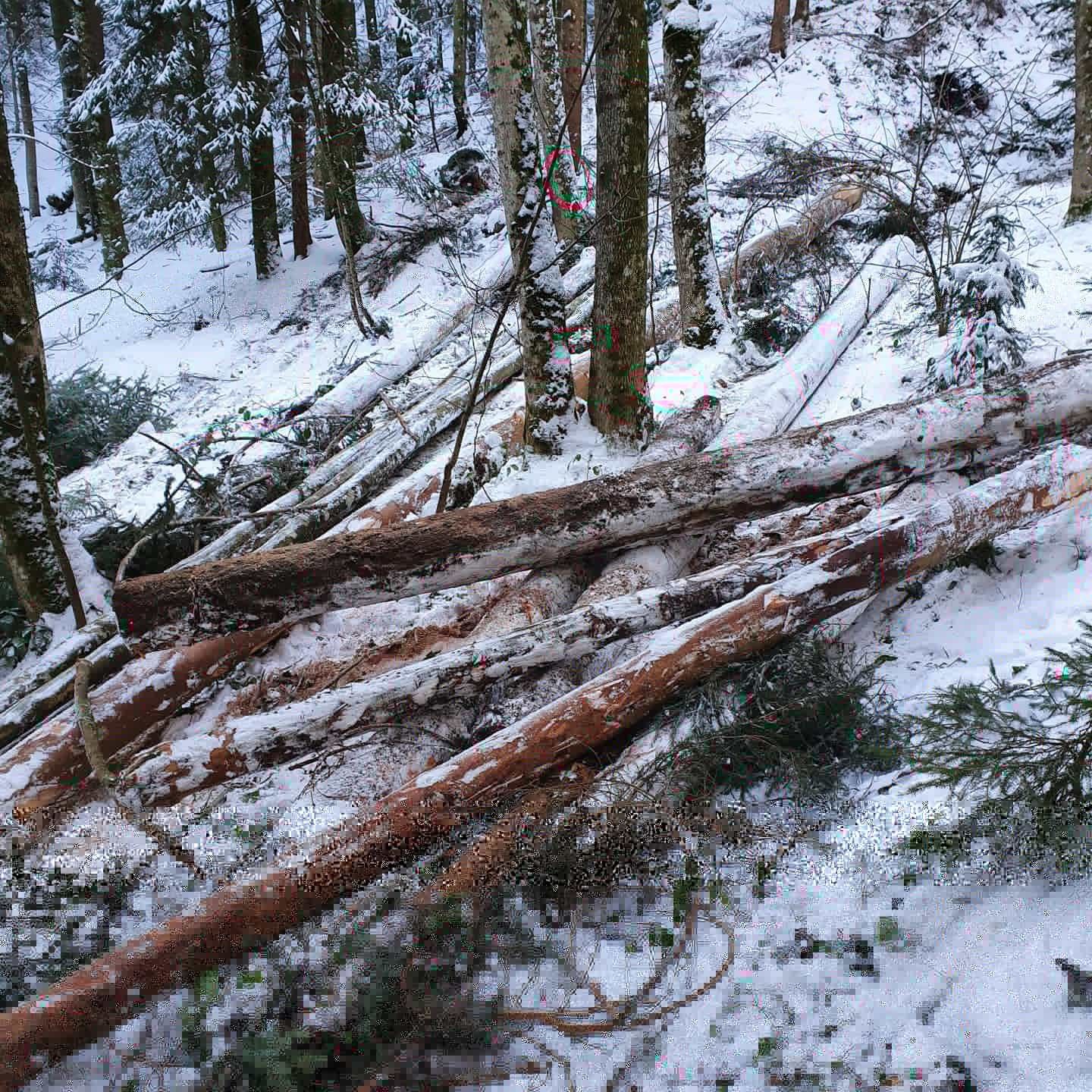 Gefällte Stämme im verschneiten Wald