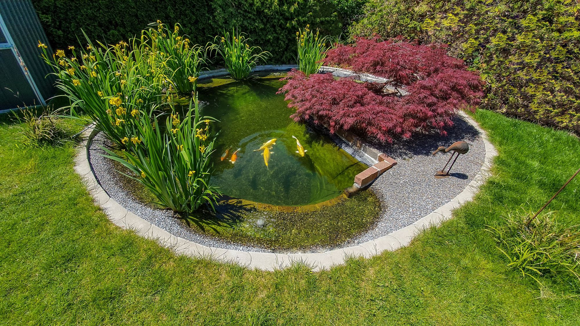 Neu angelegter Teich mit Koi, Schwertlilien und rotem Fächerahorn, gebaut von Suisse-Garden