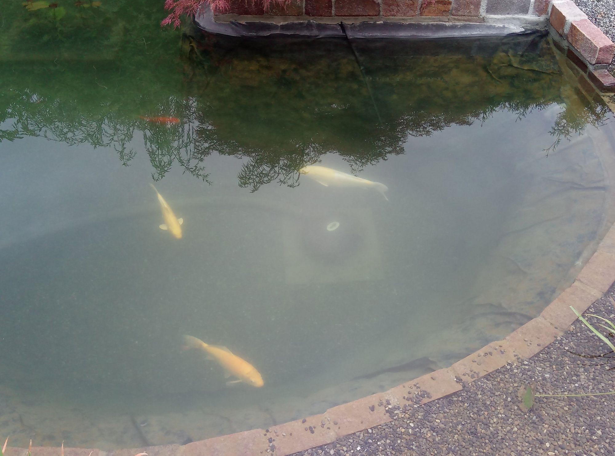 Koi schwimmen im klaren Teichwasser